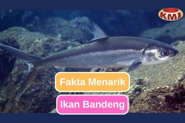 Ketahui 10 Fakta Menarik Ikan Bandeng